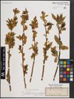 Foto von Salix fragilis L.